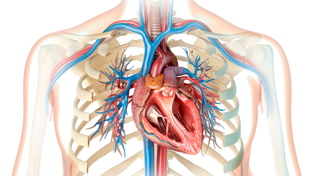 What Is a Heart Block?